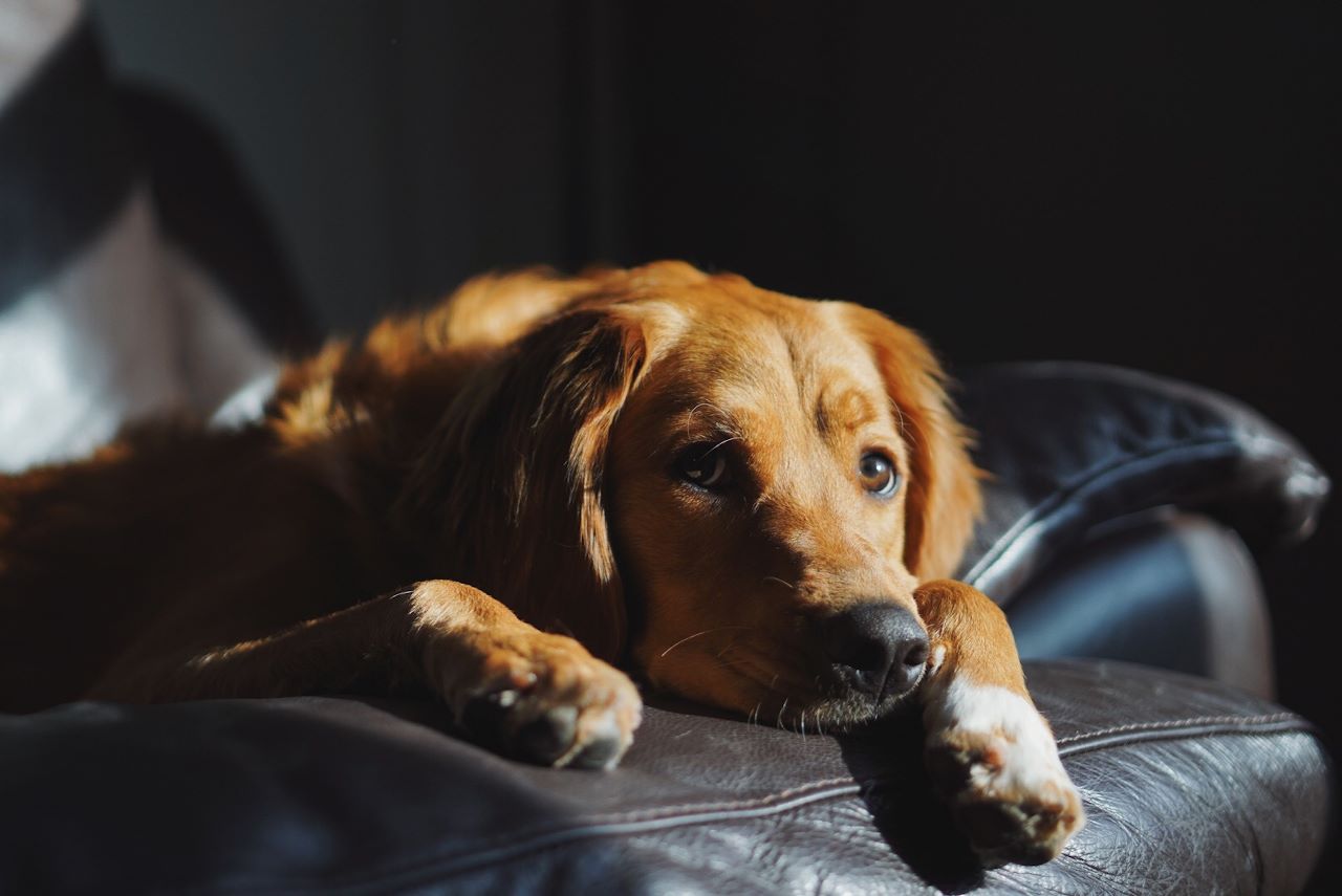 Is CBD effective for dogs with anxiety?