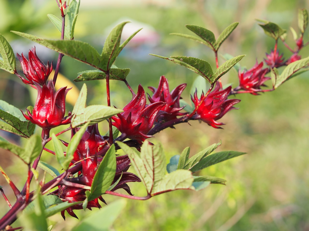 Discover the Versatility of Roselle: 3 Ways to Incorporate it into Your Daily Routine