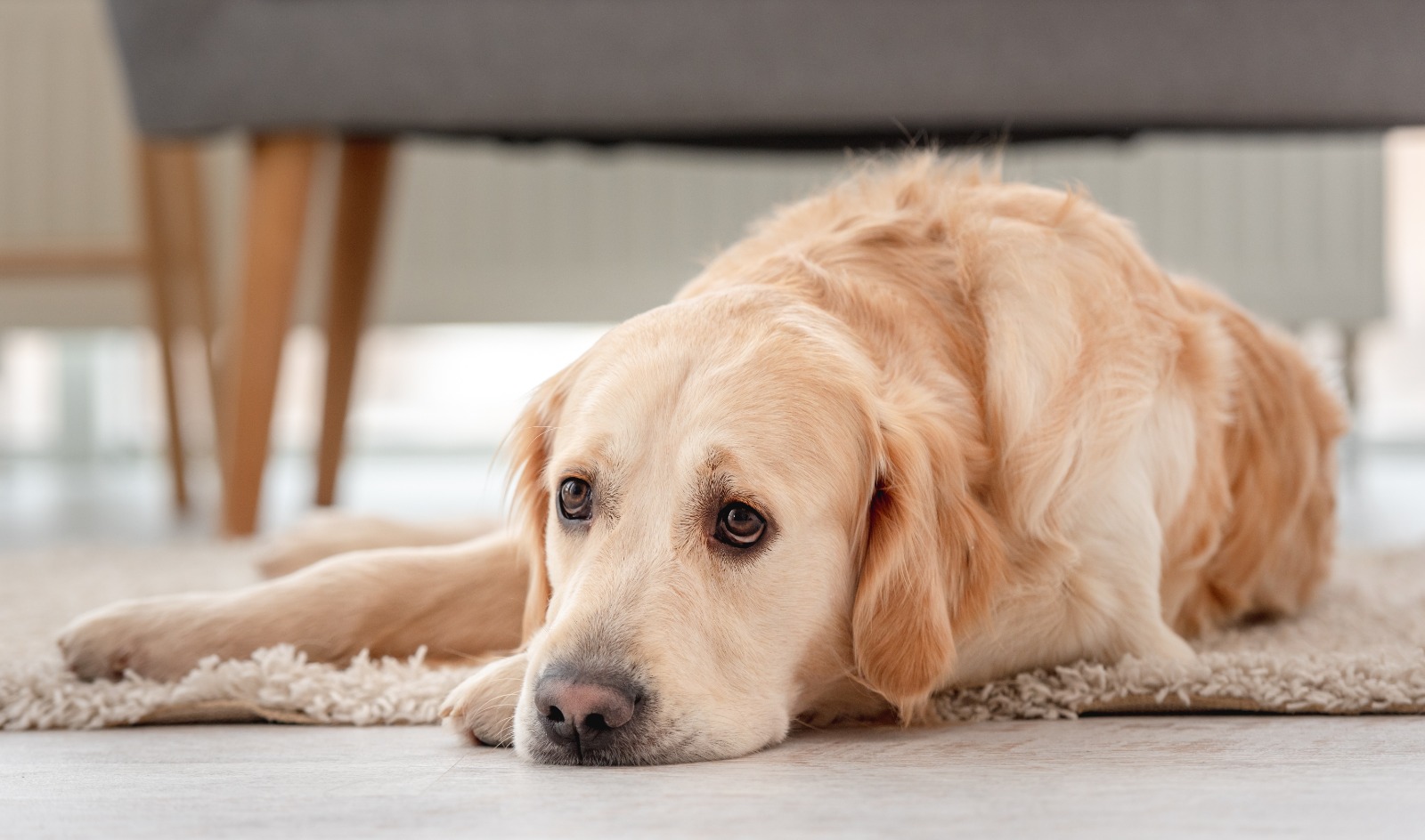 What are good ways to help with joint pain in older dogs? 