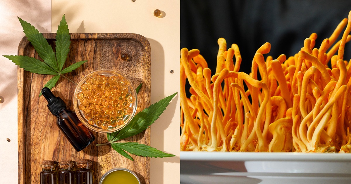 The Potential Benefits of Hemp and Cordyceps Blend