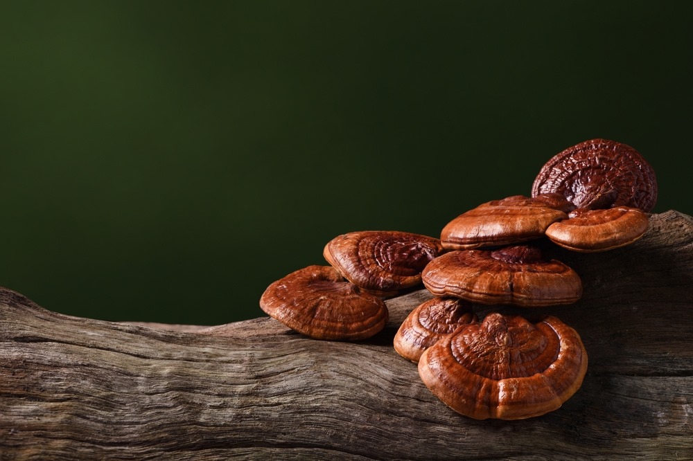Can we use mushroom supplements for health benefits?
