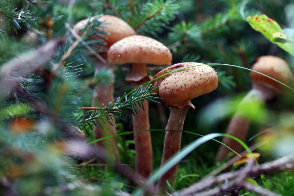 Is it safe to consume functional mushrooms?