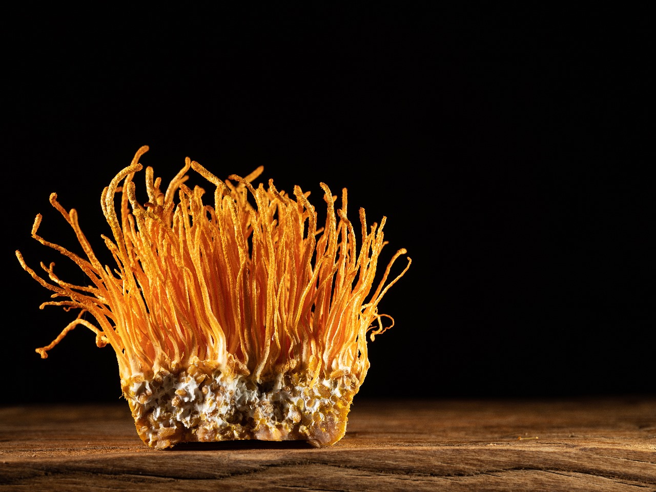 Where can I find a Cordyceps militaris for sale?