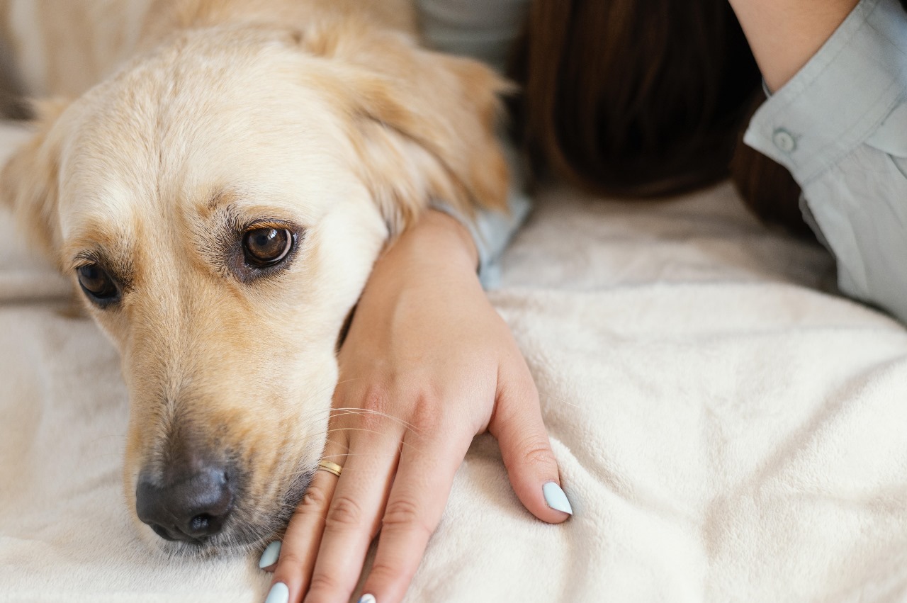 What are ways to relieve arthritis pain in pets?