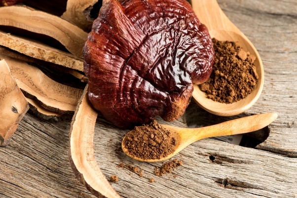 What are the health benefits of the Reishi mushroom?