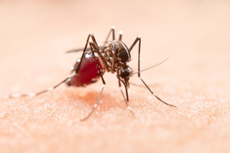 What Ayurvedic medical treatments can help for treating malaria?