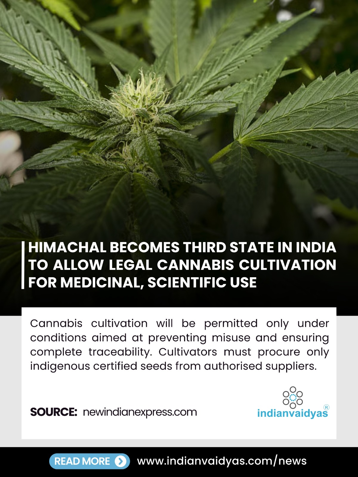 Himachal Pradesh Becomes Third Indian State to Legalize Cannabis Cultivation for Medicinal and Scientific Use